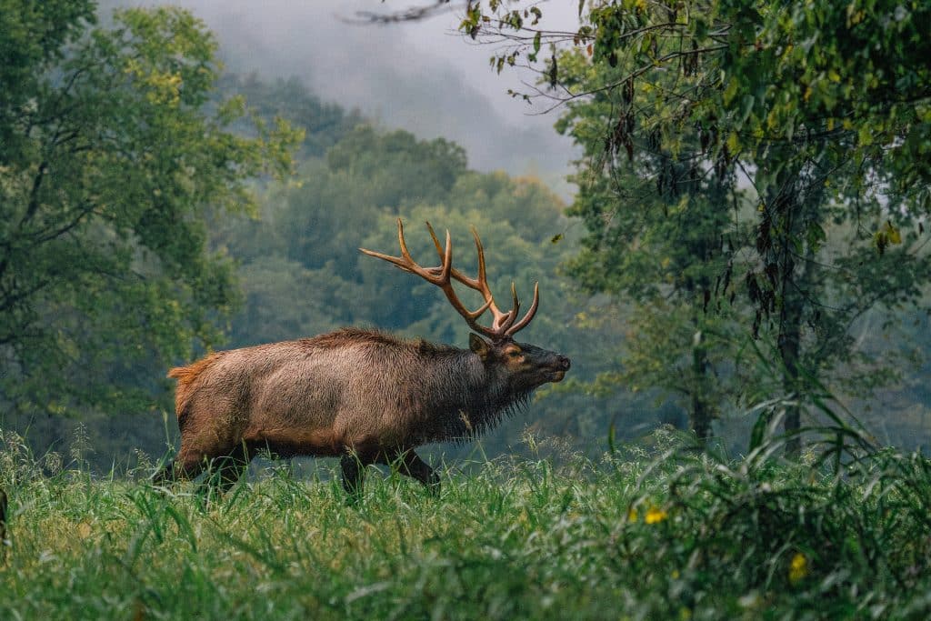 Elk in Boxley Valley