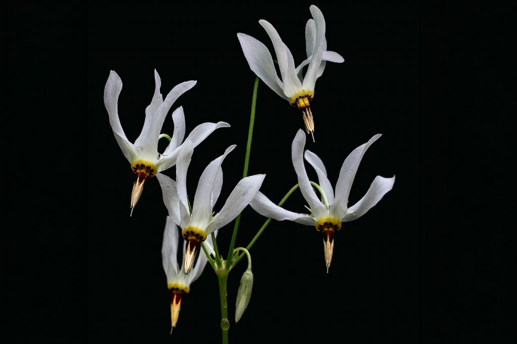 Shooting star wildflowers